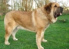 Filename=Domenico_Beark_Cerny_levhart,.jpg
Filesize=70KiB
Dimensions=585x425
Date added=%355 %13, %2007 Domenico_Beark_Cerny_levhart,.jpg