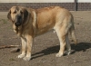 Filename=ErnyMastibe_16months..jpg
Filesize=46KiB
Dimensions=371x273
Date added=%543 %14, %2006 ErnyMastibe_16months..jpg