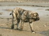 Filename=Ginny%2C9m0.jpg
Filesize=56KiB
Dimensions=640x480
Date added=%464 %15, %2006 Ginny%2C9m0.jpg