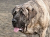 Filename=Ginny0.JPG
Filesize=60KiB
Dimensions=640x480
Date added=%703 %15, %2007 Ginny0.JPG