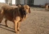 Filename=archie,iago,uniq.jpg
Filesize=181KiB
Dimensions=643x454
Date added=%663 %29, %2008 archie,iago,uniq.jpg