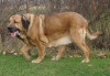 Filename=archie-8ys.jpg
Filesize=76KiB
Dimensions=615x425
Date added=%433 %04, %2006 archie-8ys.jpg