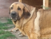 Filename=archie_mastibe-10ys,.jpg
Filesize=198KiB
Dimensions=723x567
Date added=%565 %16, %2008 archie_mastibe-10ys,.jpg