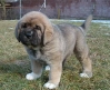 Filename=bella-38days.jpg
Filesize=74KiB
Dimensions=519x425
Date added=%691 %16, %2006 bella-38days.jpg