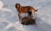 Filename=casto,primus.jpg
Filesize=63KiB
Dimensions=901x567
Date added=%722 %11, %2010 casto,primus.jpg