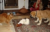Filename=casto-3m,b.jpg
Filesize=110KiB
Dimensions=787x510
Date added=%846 %20, %2009 casto-3m,b.jpg
