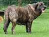 Filename=connie6r.jpg
Filesize=76KiB
Dimensions=552x425
Date added=%708 %30, %2007 connie6r.jpg