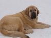 Filename=feya_mastibe8months.jpg
Filesize=25KiB
Dimensions=400x300
Date added=%439 %14, %2006 feya_mastibe8months.jpg