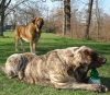 Filename=goya,frenky-brezen,.jpg
Filesize=89KiB
Dimensions=485x425
Date added=%688 %14, %2007 goya,frenky-brezen,.jpg
