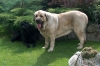 Filename=hagrid_mastibe-2r.JPG
Filesize=144KiB
Dimensions=841x556
Date added=%844 %25, %2008 hagrid_mastibe-2r.JPG