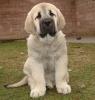 Filename=jeff-8w1.jpg
Filesize=140KiB
Dimensions=462x482
Date added=%948 %15, %2008 jeff-8w1.jpg