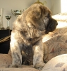 Filename=joselito-6wg.jpg
Filesize=131KiB
Dimensions=462x482
Date added=%788 %03, %2008 joselito-6wg.jpg