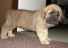 Filename=lancelot-34d,5.jpg
Filesize=102KiB
Dimensions=678x482
Date added=%593 %29, %2008 lancelot-34d,5.jpg