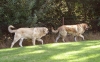 Filename=lucido,cecilka,.jpg
Filesize=149KiB
Dimensions=868x539
Date added=%803 %10, %2009 lucido,cecilka,.jpg