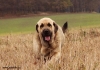 Filename=lupi,2r.jpg
Filesize=160KiB
Dimensions=836x591
Date added=%671 %25, %2010 lupi,2r.jpg