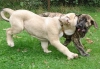 Filename=neron+hessi,.jpg
Filesize=78KiB
Dimensions=613x425
Date added=%542 %28, %2006 neron+hessi,.jpg