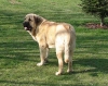 Filename=neron,8,5m.jpg
Filesize=93KiB
Dimensions=533x425
Date added=%598 %18, %2007 neron,8,5m.jpg