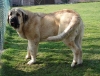 Filename=neron-8,5m,.jpg
Filesize=82KiB
Dimensions=559x425
Date added=%598 %18, %2007 neron-8,5m,.jpg