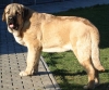 Filename=neron6,5mes.jpg
Filesize=86KiB
Dimensions=507x425
Date added=%804 %10, %2007 neron6,5mes.jpg