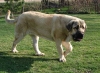 Filename=neron_8,5m,.jpg
Filesize=82KiB
Dimensions=578x425
Date added=%597 %18, %2007 neron_8,5m,.jpg
