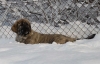 Filename=primus,1.jpg
Filesize=113KiB
Dimensions=874x567
Date added=%723 %11, %2010 primus,1.jpg