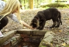 Filename=puppies,16.jpg
Filesize=239KiB
Dimensions=865x591
Date added=%381 %24, %2010 puppies,16.jpg