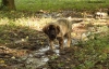 Filename=puppies,17.jpg
Filesize=279KiB
Dimensions=912x591
Date added=%378 %24, %2010 puppies,17.jpg