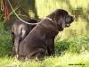 Filename=puppies,20.jpg
Filesize=227KiB
Dimensions=814x614
Date added=%378 %24, %2010 puppies,20.jpg