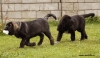 Filename=q+q-3m,0.jpg
Filesize=195KiB
Dimensions=969x563
Date added=%375 %04, %2010 q+q-3m,0.jpg