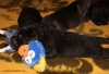 Filename=q-puppies-10d,.jpg
Filesize=129KiB
Dimensions=832x567
Date added=%629 %10, %2010 q-puppies-10d,.jpg