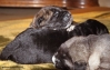 Filename=q-puppies-10d,0.jpg
Filesize=175KiB
Dimensions=896x567
Date added=%629 %10, %2010 q-puppies-10d,0.jpg