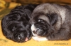 Filename=q-puppies-10d,3.jpg
Filesize=158KiB
Dimensions=854x567
Date added=%630 %10, %2010 q-puppies-10d,3.jpg
