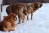 Filename=uniq,alano,archie.jpg
Filesize=71KiB
Dimensions=832x567
Date added=%367 %28, %2010 uniq,alano,archie.jpg