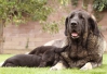 Filename=y-litter,30d.jpg
Filesize=308KiB
Dimensions=955x652
Date added=%428 %20, %2016 y-litter,30d.jpg