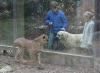 Filename=zazi_in_zoo,1.jpg
Filesize=69KiB
Dimensions=619x454
Date added=%717 %25, %2006 zazi_in_zoo,1.jpg