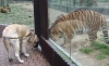 Filename=zazi_in_zoo10.jpg
Filesize=59KiB
Dimensions=694x425
Date added=%716 %25, %2006 zazi_in_zoo10.jpg