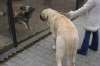 Filename=zazi_in_zoo12.jpg
Filesize=41KiB
Dimensions=635x425
Date added=%716 %25, %2006 zazi_in_zoo12.jpg