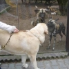 Filename=zazi_in_zoo13.jpg
Filesize=39KiB
Dimensions=468x468
Date added=%716 %25, %2006 zazi_in_zoo13.jpg