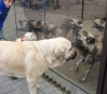 Filename=zazi_in_zoo14.jpg
Filesize=52KiB
Dimensions=519x454
Date added=%716 %25, %2006 zazi_in_zoo14.jpg