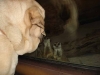Filename=zazi_in_zoo2.jpg
Filesize=32KiB
Dimensions=605x454
Date added=%721 %25, %2006 zazi_in_zoo2.jpg