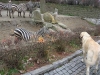 Filename=zazi_in_zoo3.jpg
Filesize=89KiB
Dimensions=605x454
Date added=%722 %25, %2006 zazi_in_zoo3.jpg