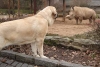 Filename=zazi_in_zoo5.jpg
Filesize=80KiB
Dimensions=672x454
Date added=%722 %25, %2006 zazi_in_zoo5.jpg