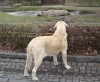 Filename=zazi_in_zoo6.jpg
Filesize=75KiB
Dimensions=549x454
Date added=%714 %25, %2006 zazi_in_zoo6.jpg