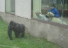 Filename=zazi_in_zoo8.jpg
Filesize=53KiB
Dimensions=637x454
Date added=%714 %25, %2006 zazi_in_zoo8.jpg