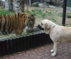 Filename=zazi_in_zoo9.jpg
Filesize=48KiB
Dimensions=540x454
Date added=%715 %25, %2006 zazi_in_zoo9.jpg