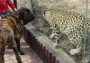 Filename=zoo08-iago1.jpg
Filesize=223KiB
Dimensions=687x482
Date added=%343 %02, %2008 zoo08-iago1.jpg