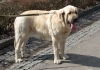Filename=zoo08-zazi0.jpg
Filesize=241KiB
Dimensions=684x482
Date added=%342 %02, %2008 zoo08-zazi0.jpg