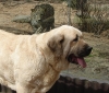 Filename=zoo08-zazi2.jpg
Filesize=198KiB
Dimensions=600x510
Date added=%342 %02, %2008 zoo08-zazi2.jpg