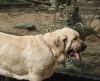 Filename=zoo08-zazi3.jpg
Filesize=188KiB
Dimensions=592x482
Date added=%341 %02, %2008 zoo08-zazi3.jpg