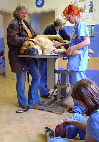 Unique is also blooddonor.
Tracey, also our Unique given blood, also our Erny and Zazi :-).
